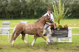 Regionalschau S-H/HH e.V. IG Welsh 21