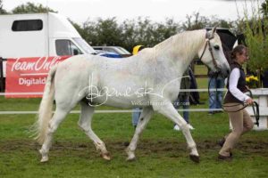 Regionalschau S-H/HH e.V. IG Welsh 22