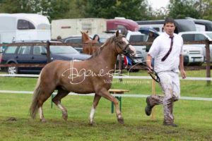 Regionalschau S-H/HH e.V. IG Welsh 24