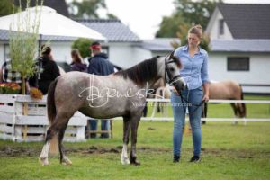 Regionalschau S-H/HH e.V. IG Welsh 25