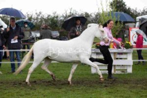 Regionalschau S-H/HH e.V. IG Welsh 29