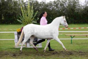 Regionalschau S-H/HH e.V. IG Welsh 30