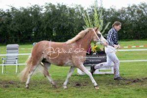 Regionalschau S-H/HH e.V. IG Welsh 1