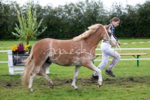 Regionalschau S-H/HH e.V. IG Welsh 2