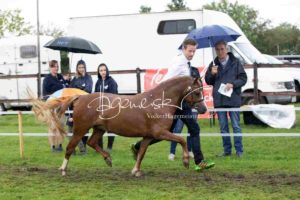 Regionalschau S-H/HH e.V. IG Welsh 3