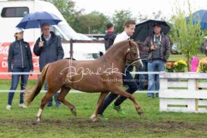 Regionalschau S-H/HH e.V. IG Welsh 4