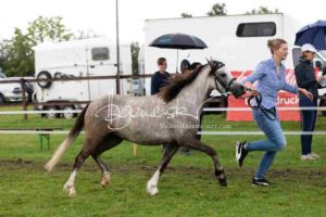 Regionalschau S-H/HH e.V. IG Welsh 5