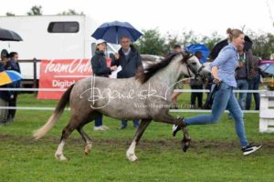 Regionalschau S-H/HH e.V. IG Welsh 6