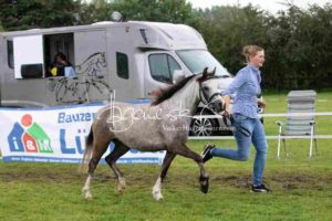 Regionalschau S-H/HH e.V. IG Welsh 7