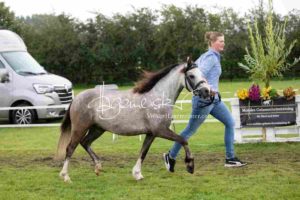 Regionalschau S-H/HH e.V. IG Welsh 8