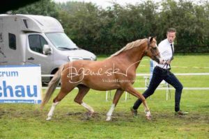 Regionalschau S-H/HH e.V. IG Welsh 10