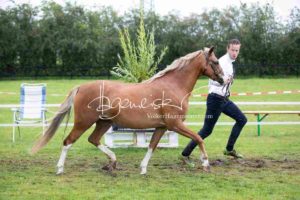 Regionalschau S-H/HH e.V. IG Welsh 11