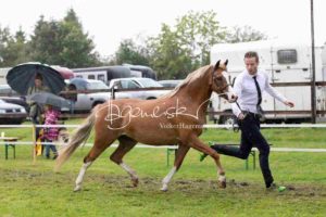 Regionalschau S-H/HH e.V. IG Welsh 12