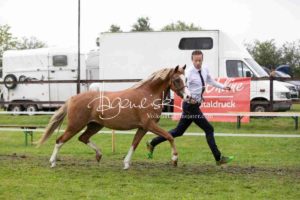 Regionalschau S-H/HH e.V. IG Welsh 13