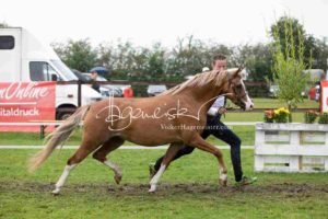 Regionalschau S-H/HH e.V. IG Welsh 14