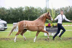 Regionalschau S-H/HH e.V. IG Welsh 18