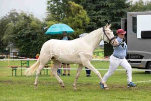 Regionalschau S-H/HH e.V. IG Welsh 20