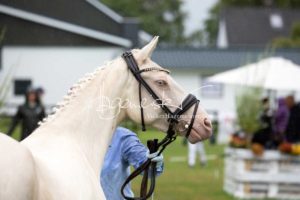 Regionalschau S-H/HH e.V. IG Welsh 22