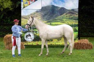 Regionalschau S-H/HH e.V. IG Welsh 23