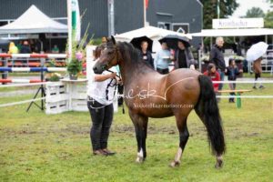 Regionalschau S-H/HH e.V. IG Welsh 24