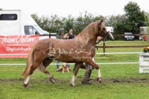 Regionalschau S-H/HH e.V. IG Welsh 25