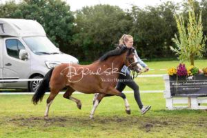 Regionalschau S-H/HH e.V. IG Welsh 27