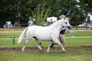 Regionalschau S-H/HH e.V. IG Welsh 28