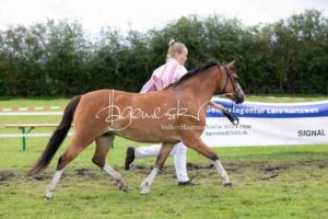 Regionalschau S-H/HH e.V. IG Welsh 29