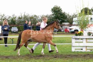 Regionalschau S-H/HH e.V. IG Welsh 30