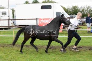 Regionalschau S-H/HH e.V. IG Welsh 1