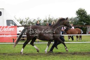 Regionalschau S-H/HH e.V. IG Welsh 5