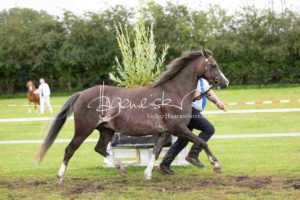 Regionalschau S-H/HH e.V. IG Welsh 6