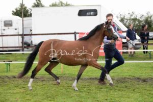 Regionalschau S-H/HH e.V. IG Welsh 7