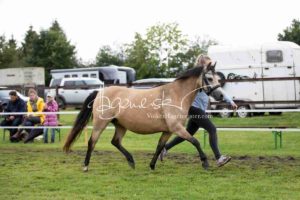 Regionalschau S-H/HH e.V. IG Welsh 8