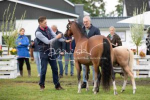 Regionalschau S-H/HH e.V. IG Welsh 9