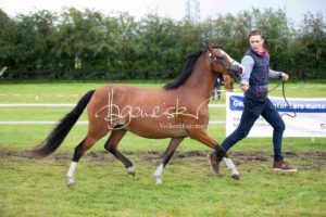 Regionalschau S-H/HH e.V. IG Welsh 10