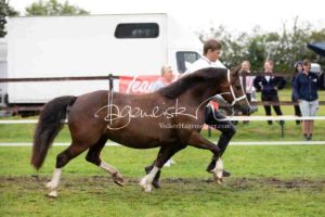 Regionalschau S-H/HH e.V. IG Welsh 11