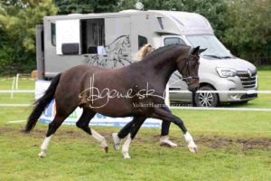 Regionalschau S-H/HH e.V. IG Welsh 12