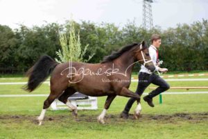 Regionalschau S-H/HH e.V. IG Welsh 13