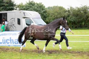 Regionalschau S-H/HH e.V. IG Welsh 14