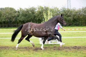 Regionalschau S-H/HH e.V. IG Welsh 15