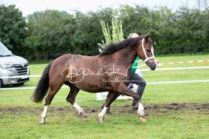 Regionalschau S-H/HH e.V. IG Welsh 16