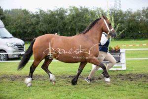 Regionalschau S-H/HH e.V. IG Welsh 17