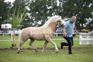 Regionalschau S-H/HH e.V. IG Welsh 19