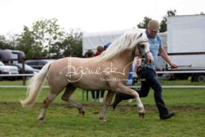 Regionalschau S-H/HH e.V. IG Welsh 20