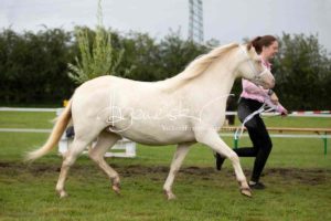 Regionalschau S-H/HH e.V. IG Welsh 21