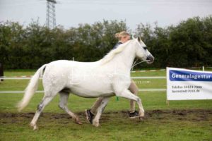 Regionalschau S-H/HH e.V. IG Welsh 22