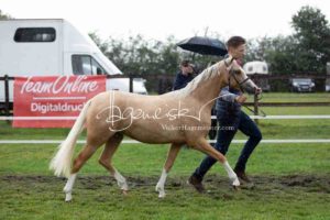 Regionalschau S-H/HH e.V. IG Welsh 23