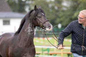 Regionalschau S-H/HH e.V. IG Welsh 24