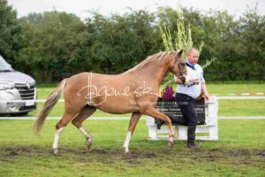 Regionalschau S-H/HH e.V. IG Welsh 25